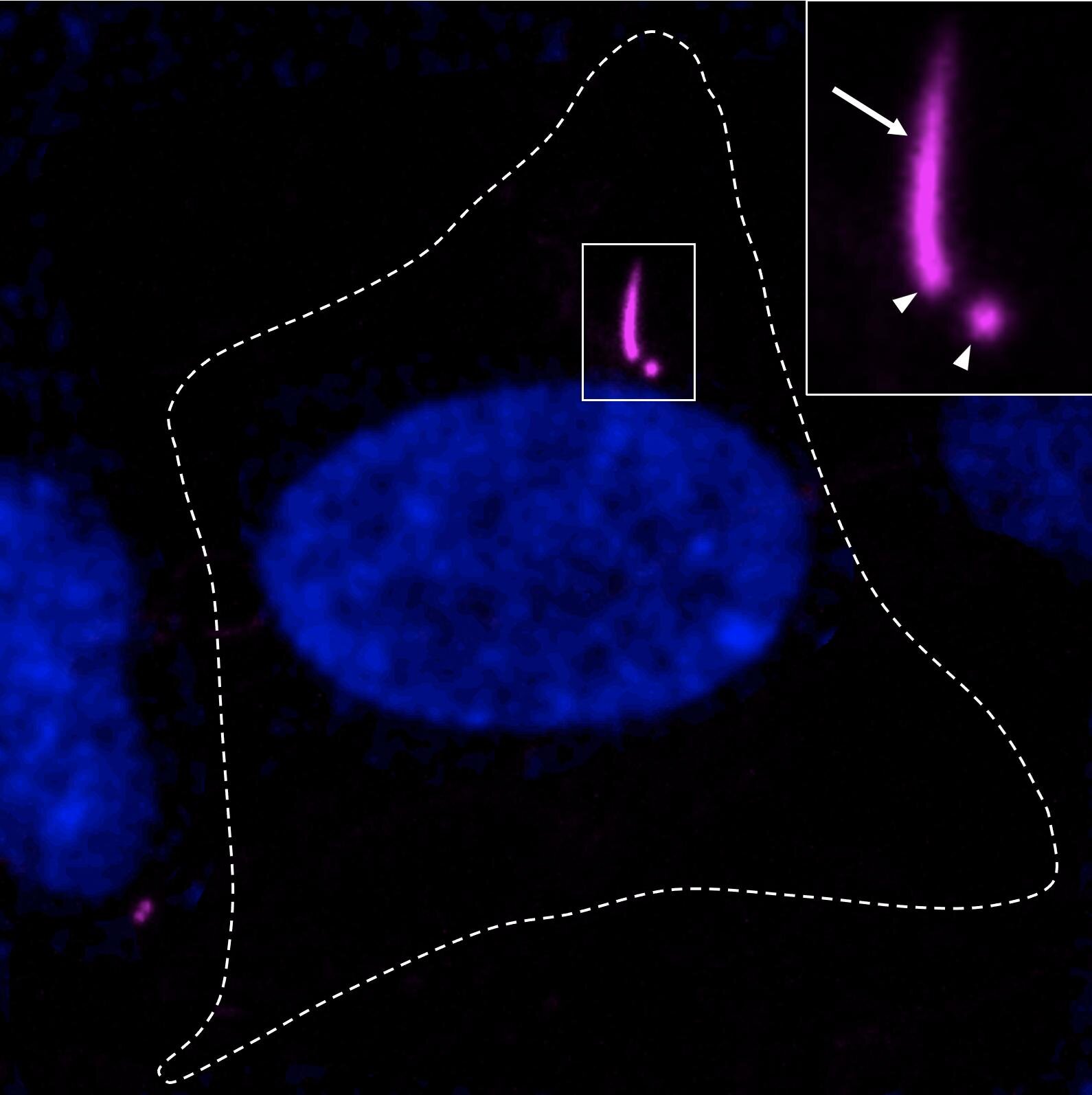 Revolução na Biologia Celular: Uma Nova Era de Visualização com CenSpark