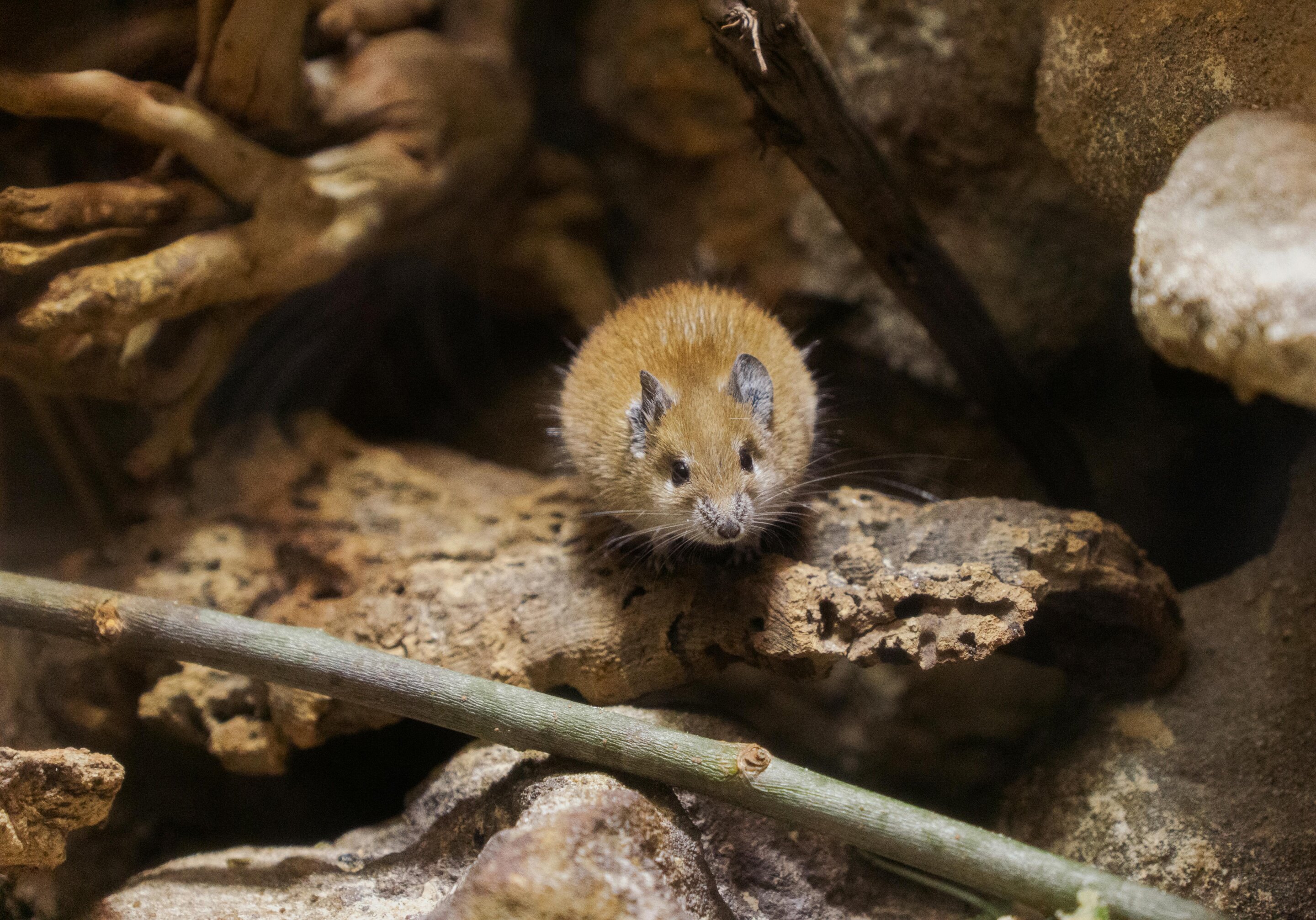 Australian Farmers Face Imminent Mouse Plague: Unraveling the Causes