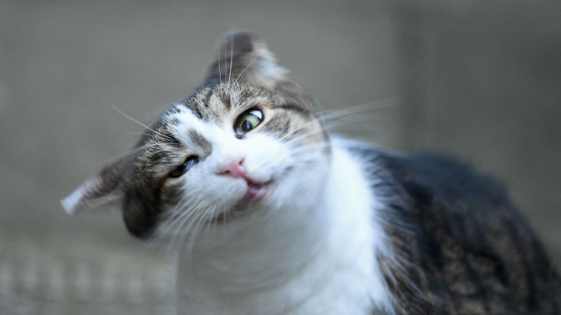 Entendendo o Comportamento: Por que Gatos e Cães Balanceiam suas Cabeças?