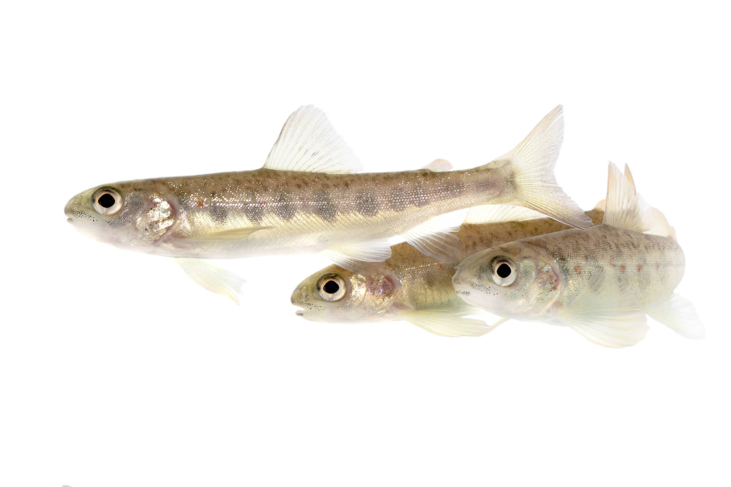 Salmões Expostos à Cocaína Nadam Mais Rápido e Cobrem Distâncias Maiores