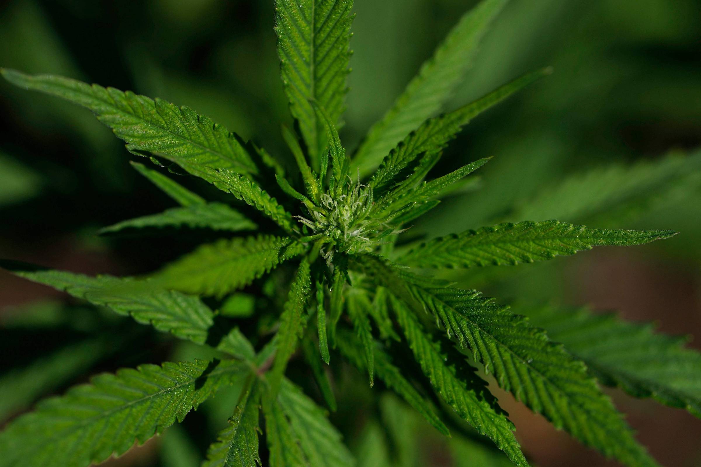 Reforma de Trump para Maconha: Fumaça de Palha?