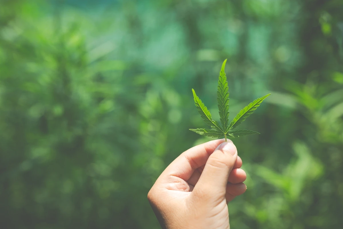 Juiz autoriza plantio de cannabis e impede prisão de paciente pela PF