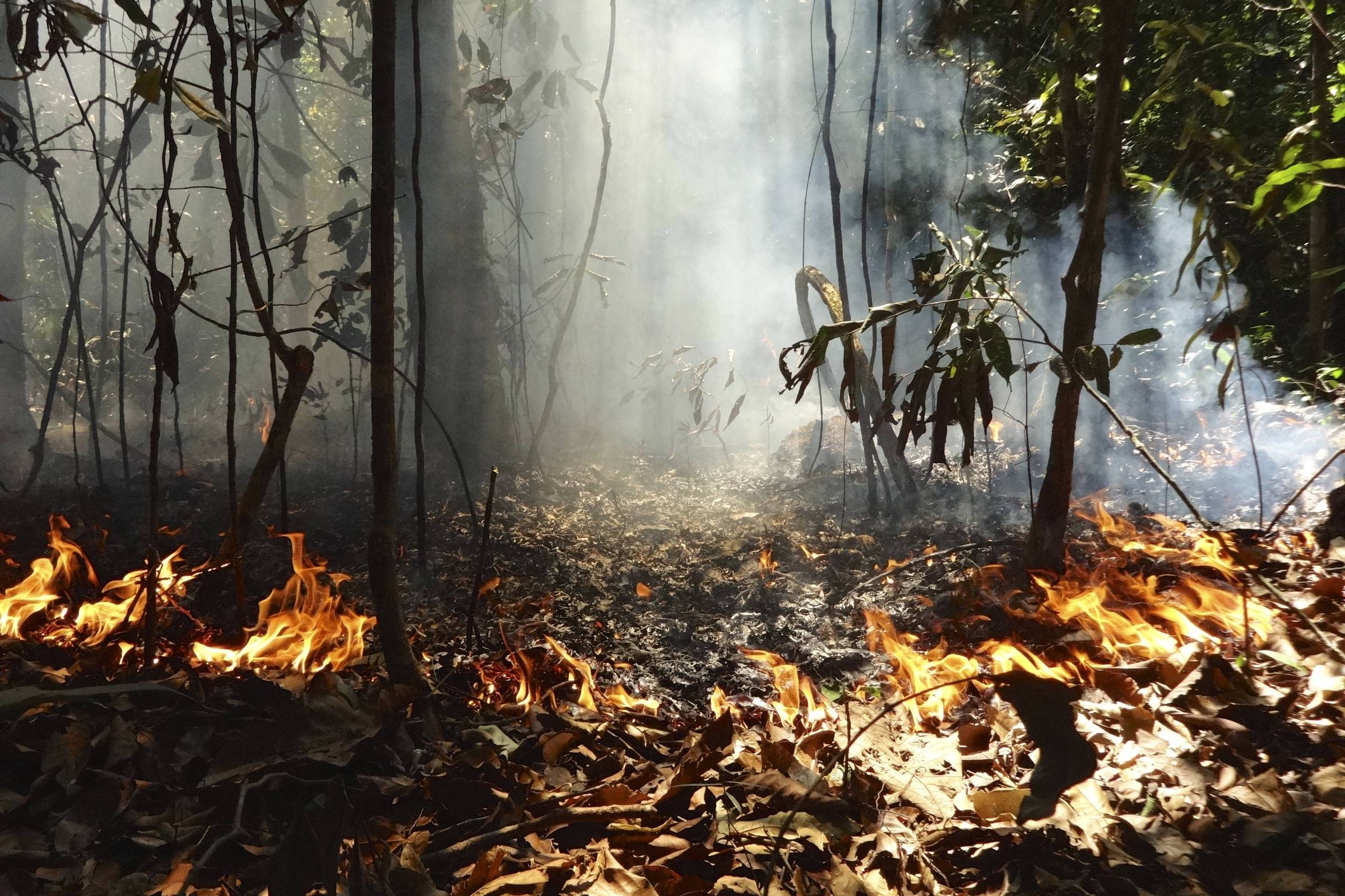 Amazônia pode se regenerar mesmo degradada, mas fica muito mais frágil, diz pesquisa