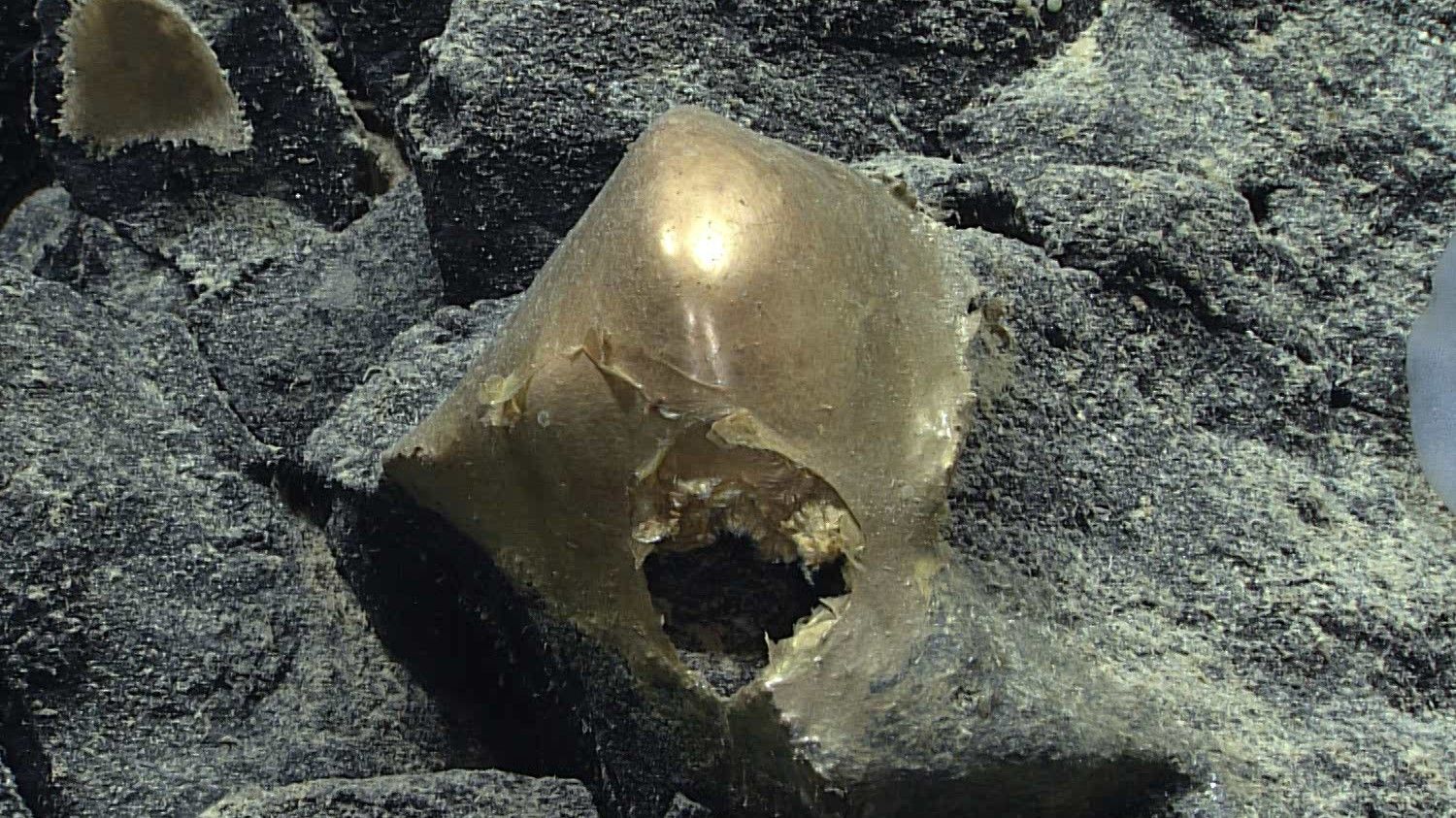 Mistério da esfera dourada encontrada nas profundezas do oceano no Alasca finalmente resolvido: 'Todos estavam tipo, O que é isso?' 