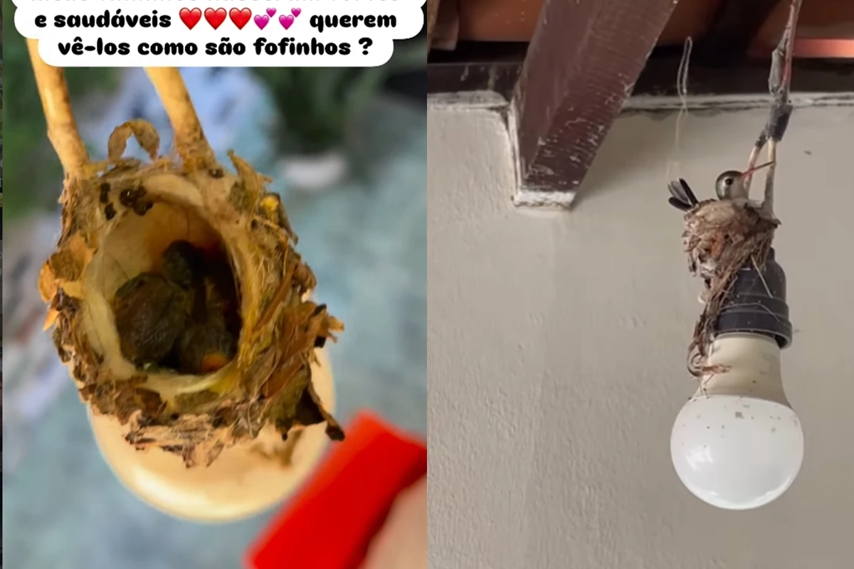 Homem Viraliza ao Mostrar Ninho de Beija-Flor em Local Improvável