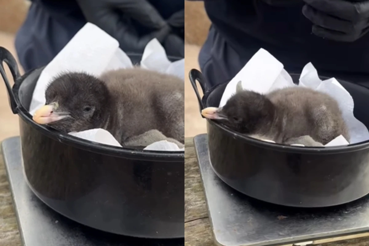 Filhotes de Pinguim 'do Tamanho de um Kiwi' Nascem em Zoológico de Edimburgo