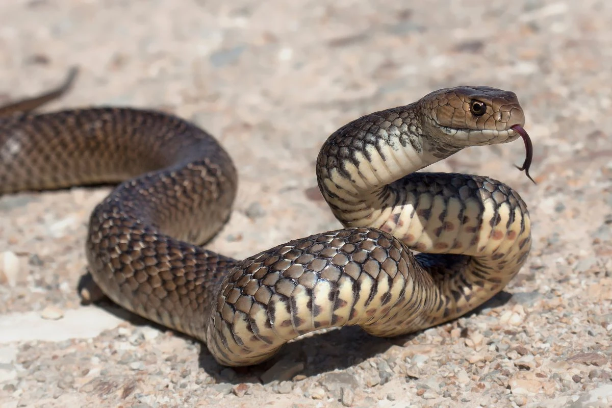 Como manter cobras longe de casa: biólogo desmistifica soluções