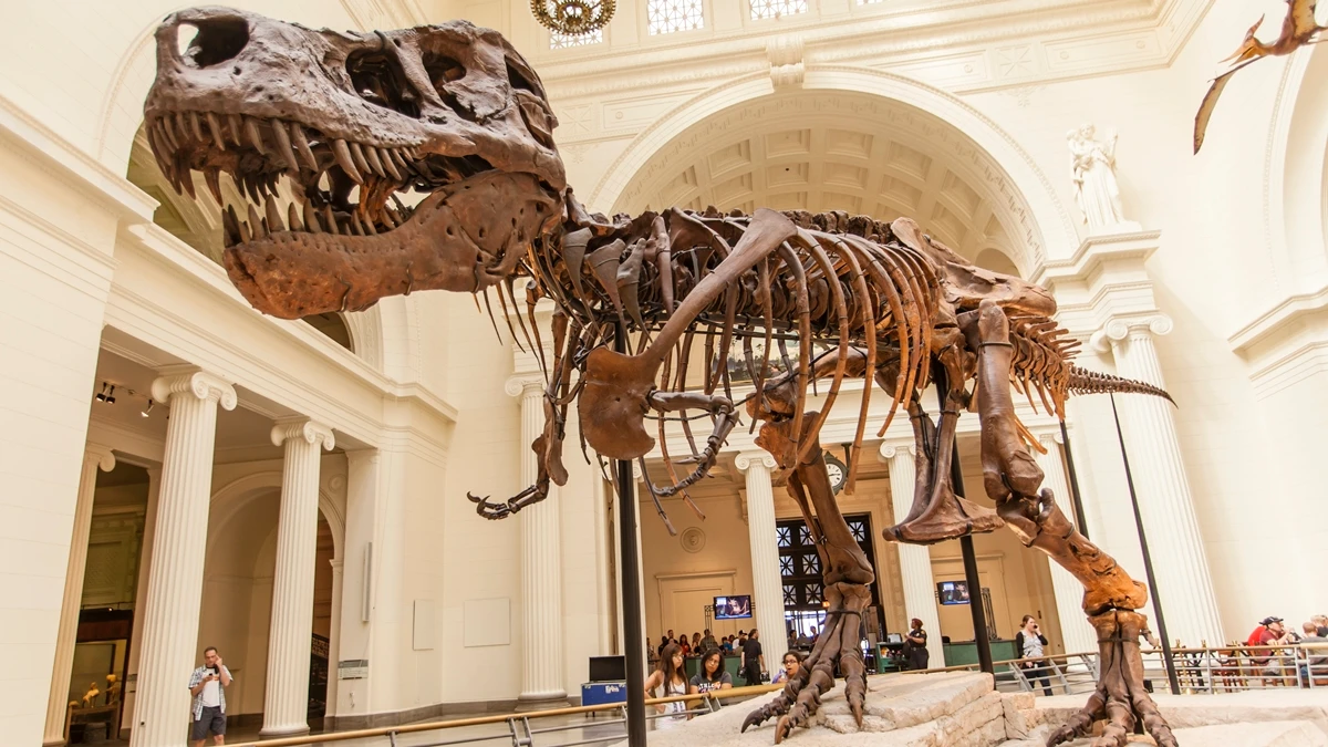 Revolução na Paleontologia: Raio-X Revela Vasos Sanguíneos de T.rex