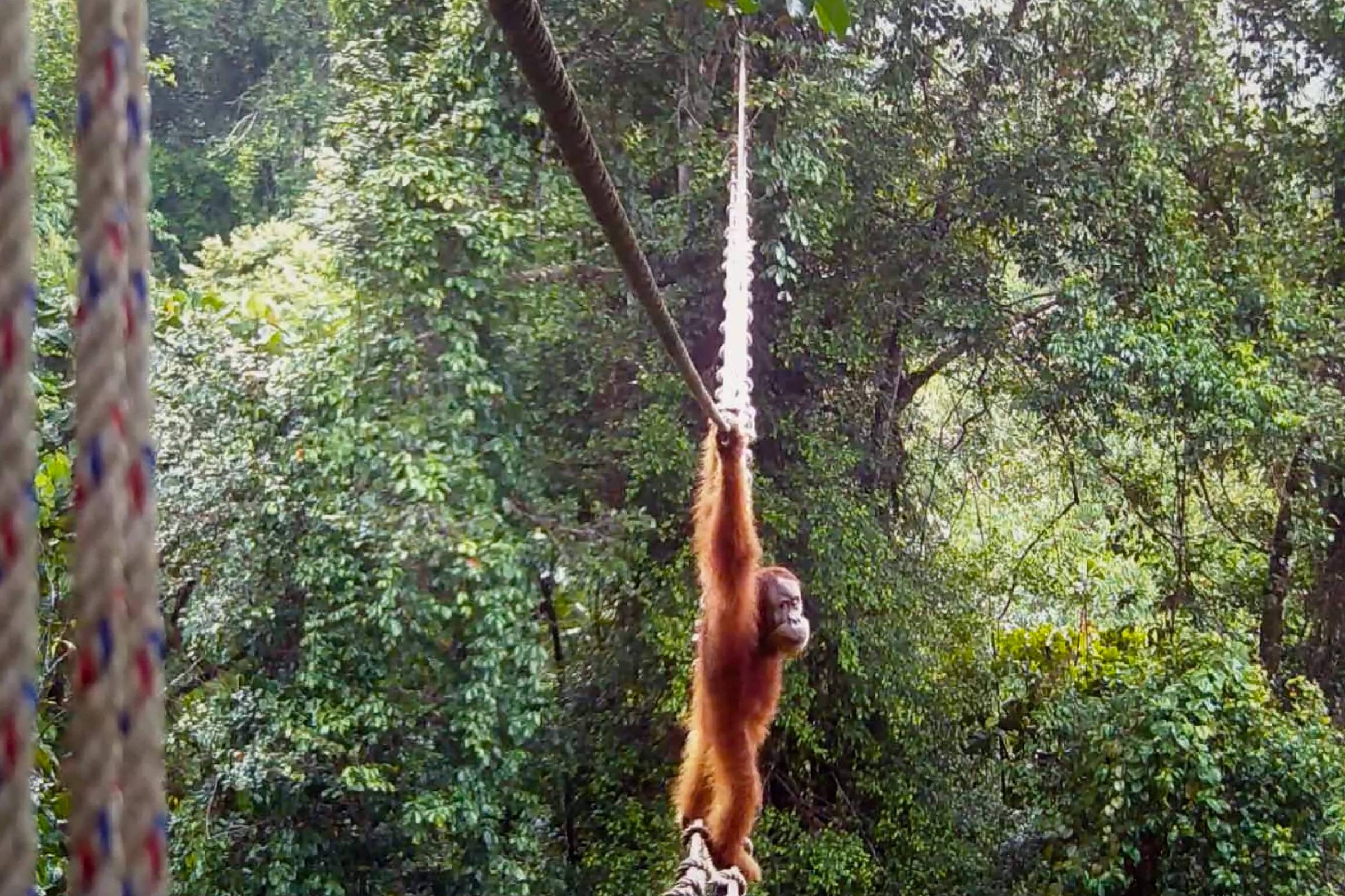 Orangotango Atravessa Ponte Artificial em Ilha da Indonésia: Um Marco na Conservação