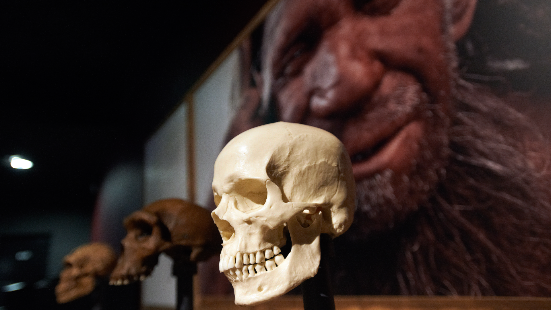Neandertais: Uma Nova Perspectiva Sobre a Inteligência e Extinção