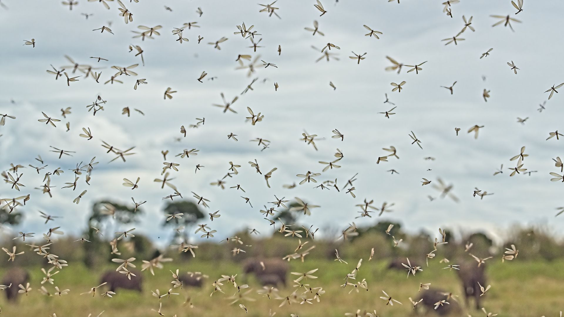 Impact of Malaria on Human Migration Patterns in Ancient Africa