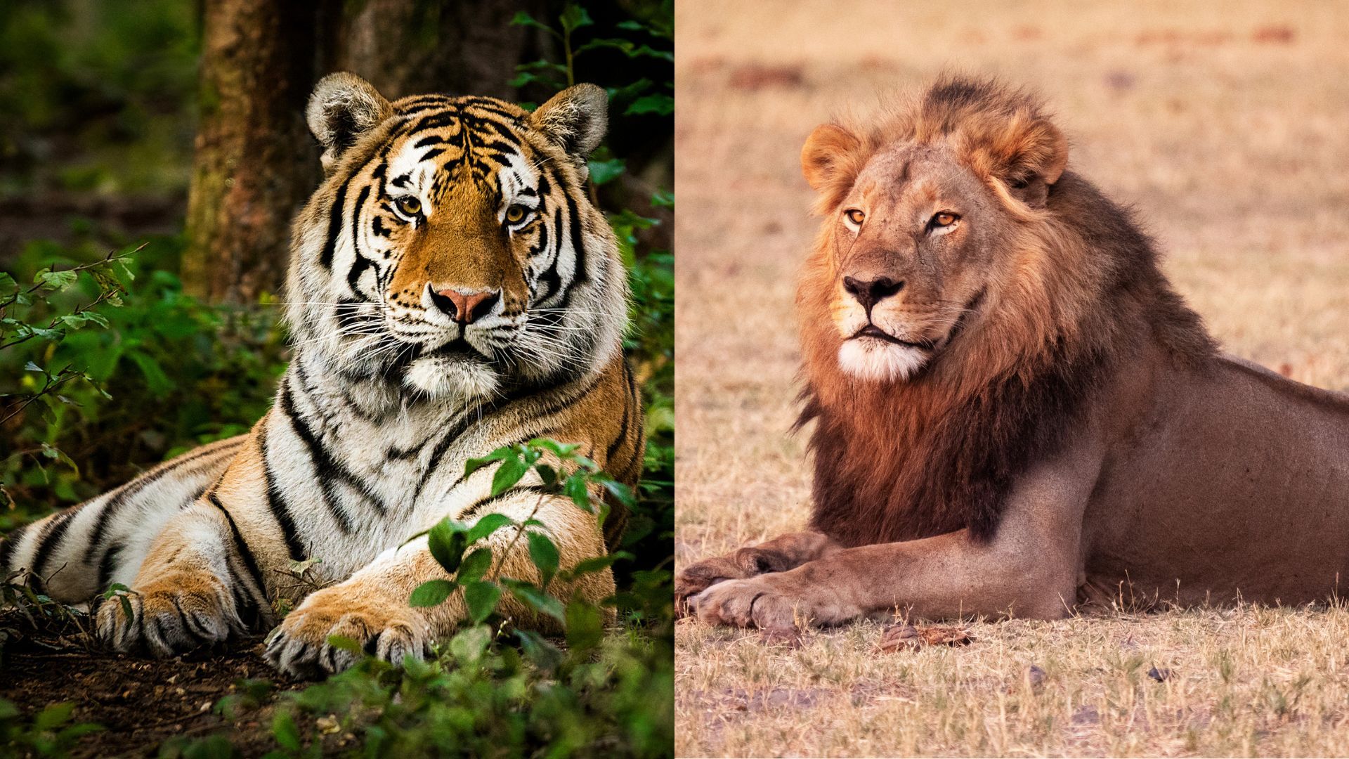 Diferenças entre Leões e Tigres: Muito Além das Listras