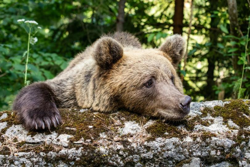 O Lado Sombrio das Criptomoedas: Ursa Major em Colapso Novamente