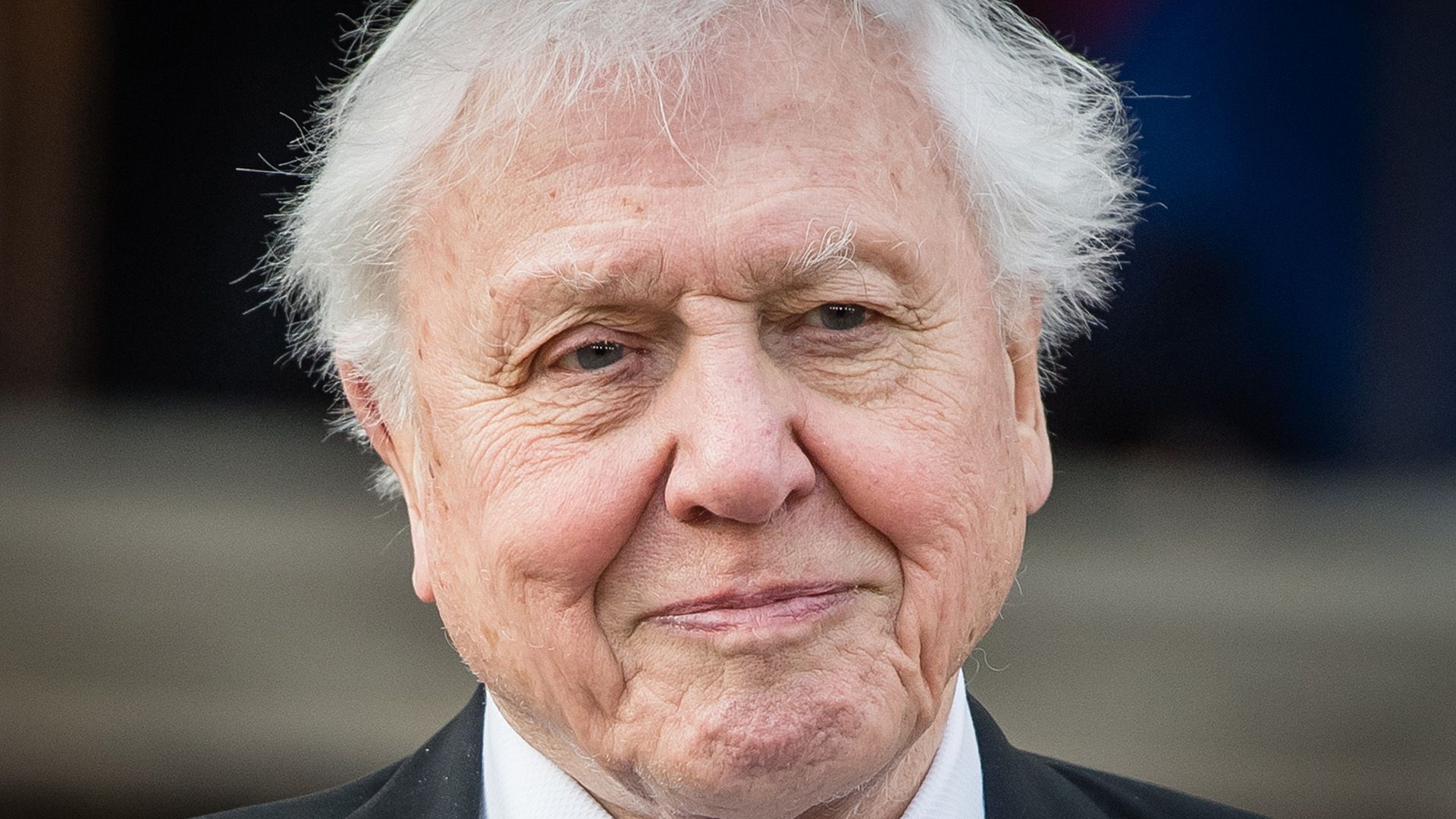 Feliz 100º aniversário, David Attenborough! 13 fatos surpreendentes sobre o famoso naturalista