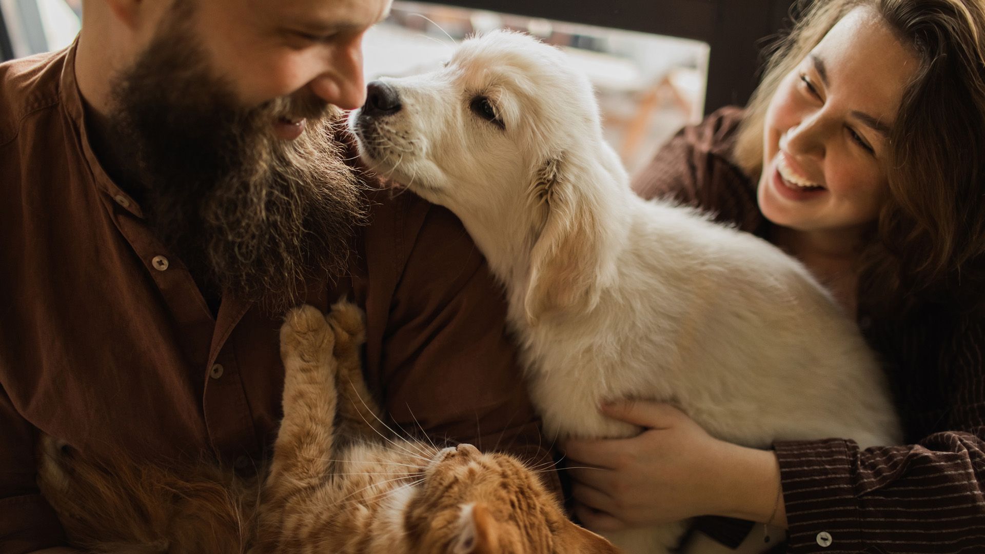 Estamos mais relacionados a gatos ou a cães?