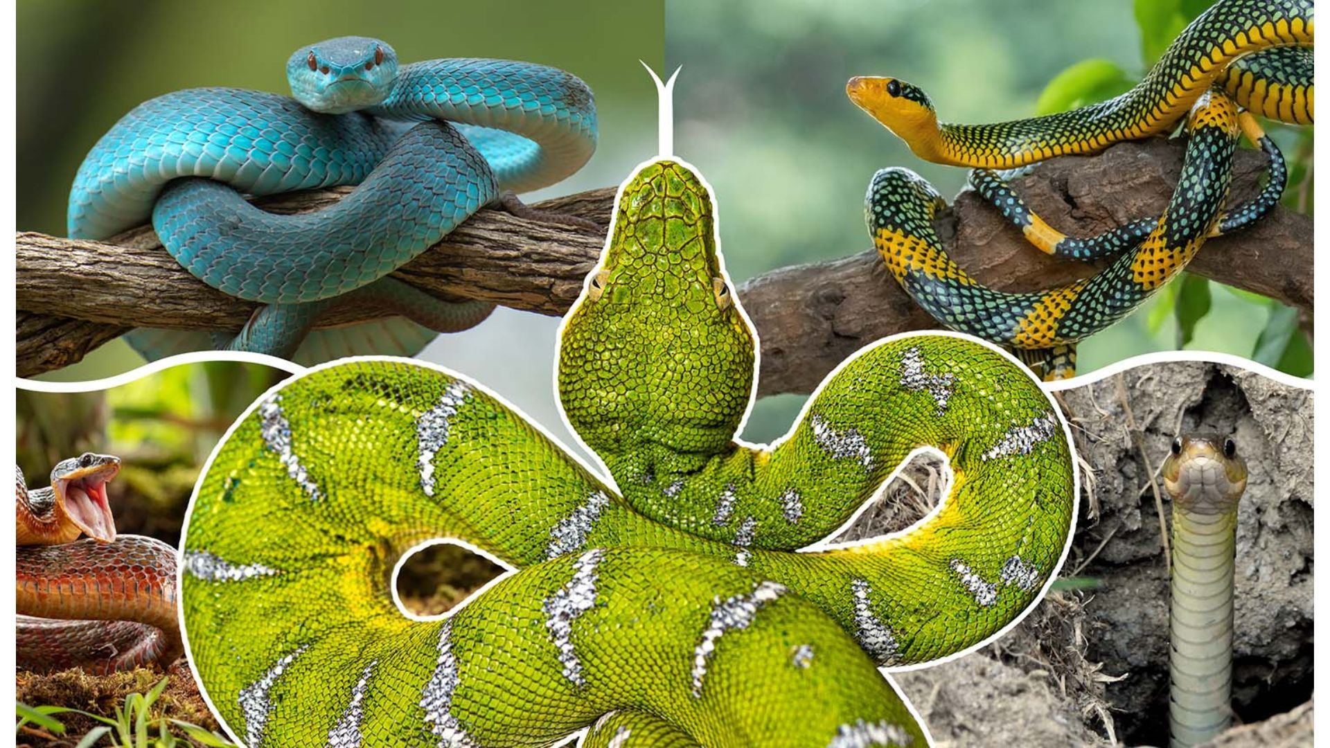 'Mais de 100 milhões de anos de evolução': Como as cobras evoluíram e perderam suas pernas