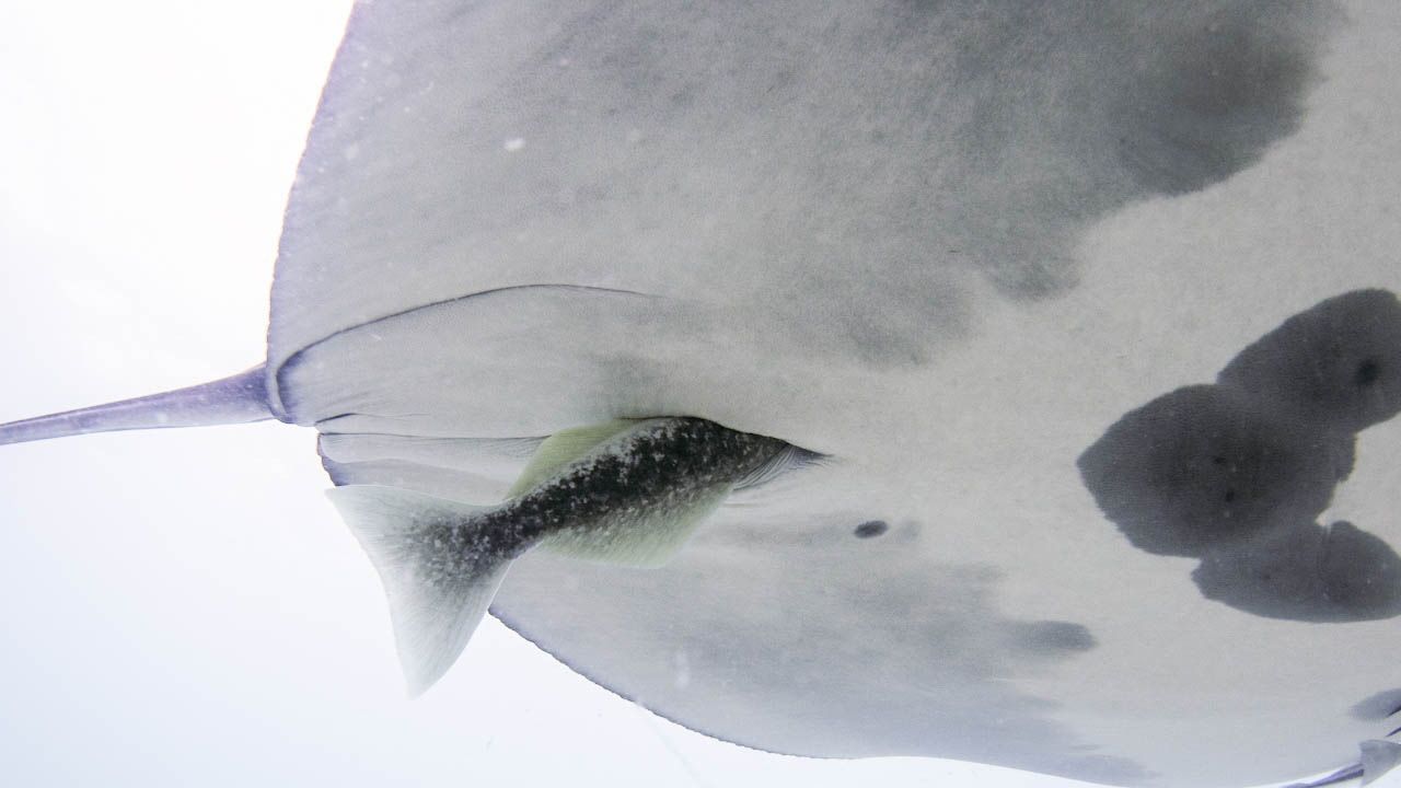 Hitchhiker Fish: The Surprising Lives of Remoras Inside Manta Rays