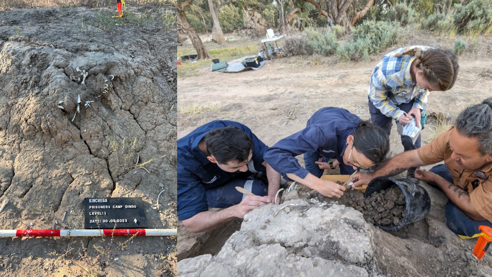 A Relic of Time: The 950-Year-Old Dingo Burial that Redefines Rituals
