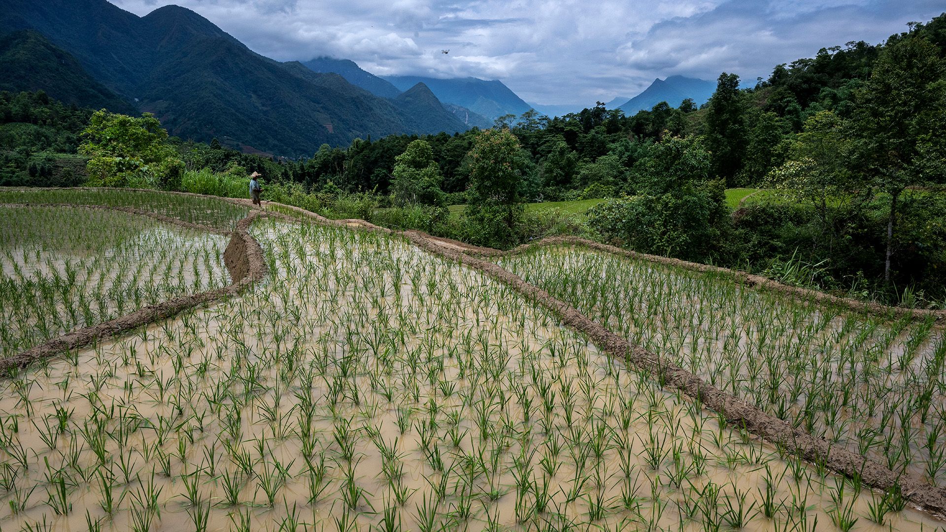 O Aquecimento Global Acelerado: O Futuro da Cultura do Arroz em Perigo