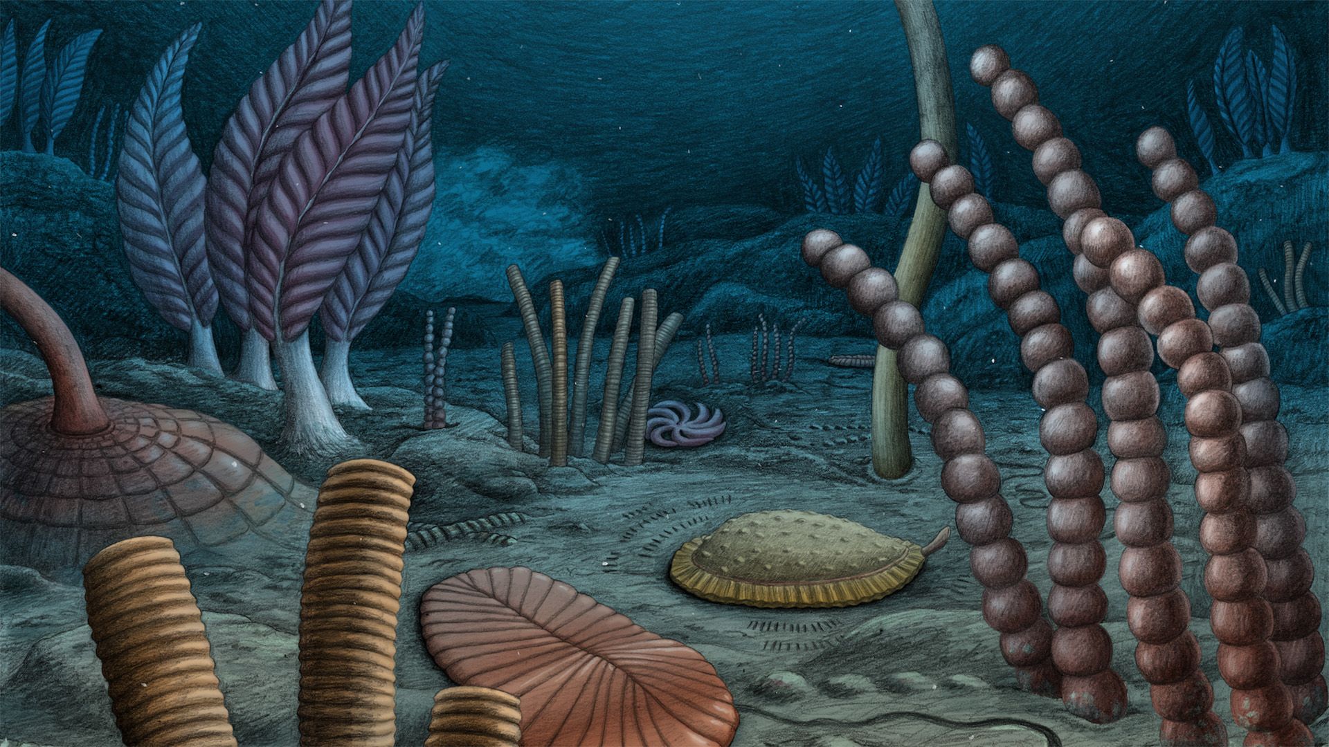 Complex Animals Evolved Up to 10 Million Years Earlier do que Previsto: Descoberta de Fósseis em Cânada