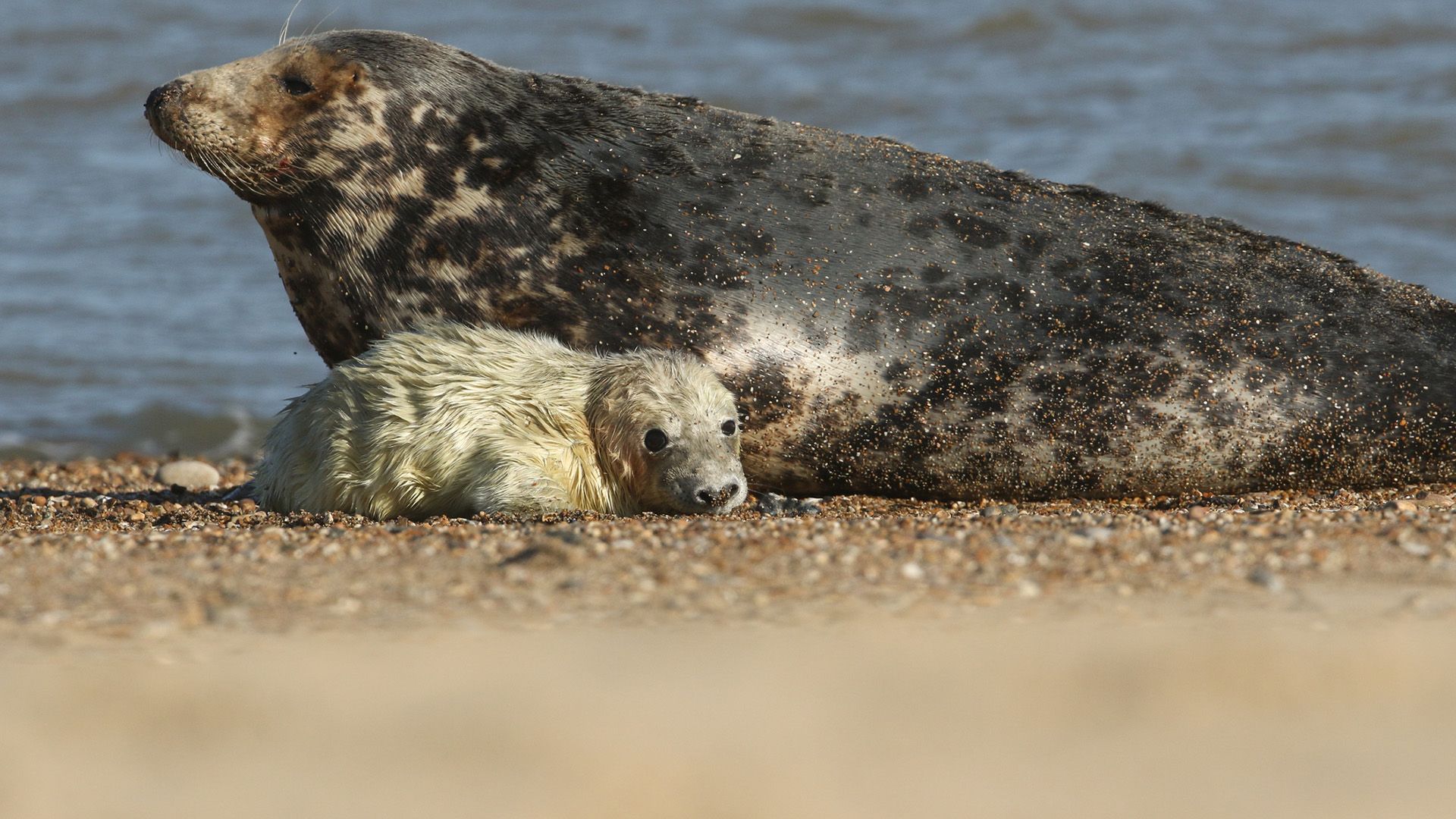 Mistério dos Filhotes de Foca em Sable Island Glossado: A Descoberta dos 'Canibais' na Natureza