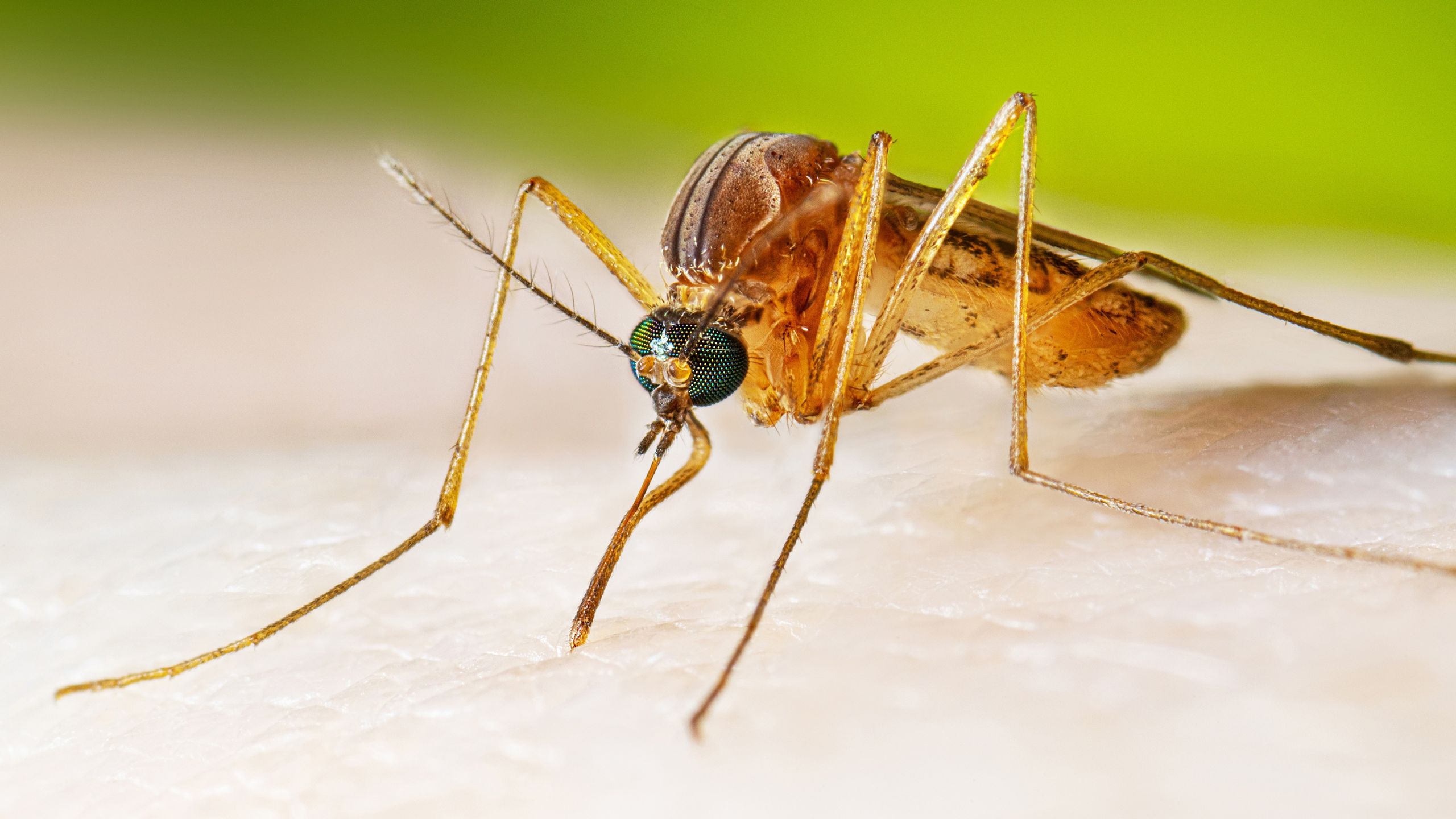 Tecnologia Avançada: Liberação de 64 Milhões de Mosquitos Inoculados por Google em California e Florida