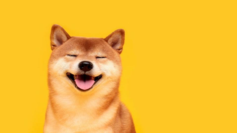 Memecoins Divergem em um Mercado Instável: Dogecoin e Shiba Inu Enfrentam Queda Abrupta