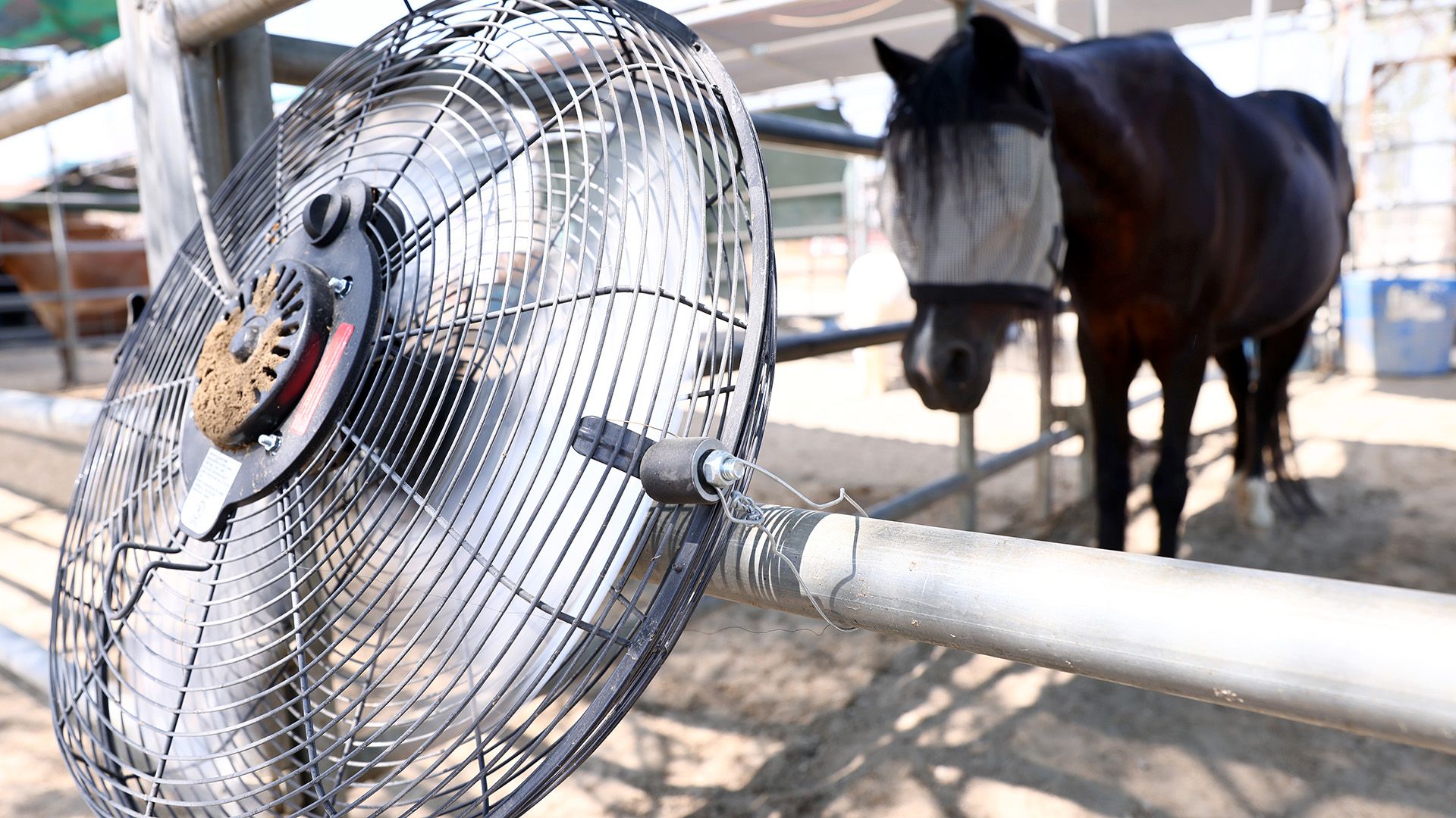 O Impacto do Calor Extremo: Mudanças Cognitivas em Animais e suas Consequências