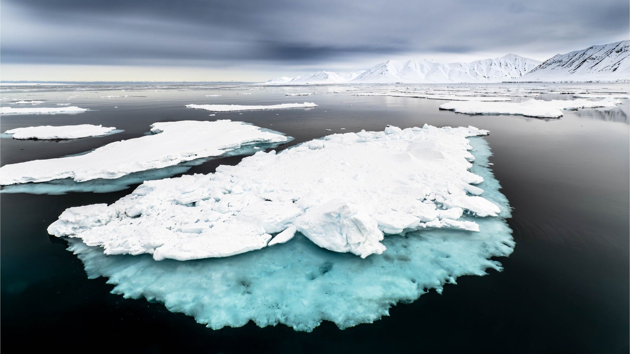 A Crucial Tipping Point: The Disappearing Sea Ice of the Arctic and Its Impact on the Food Chain