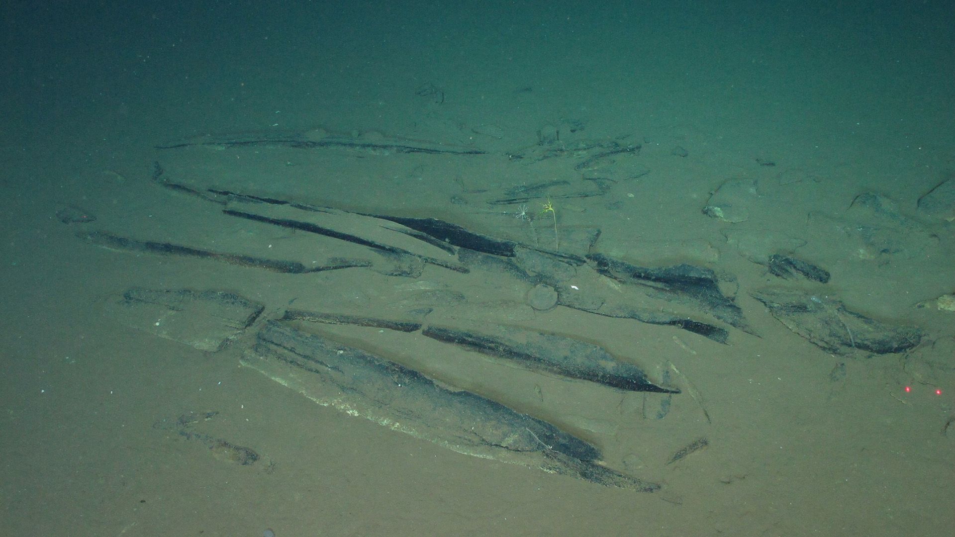 Cemitério de Baleias de 5 Milhões de Anos Descoberto no Oceano Índico