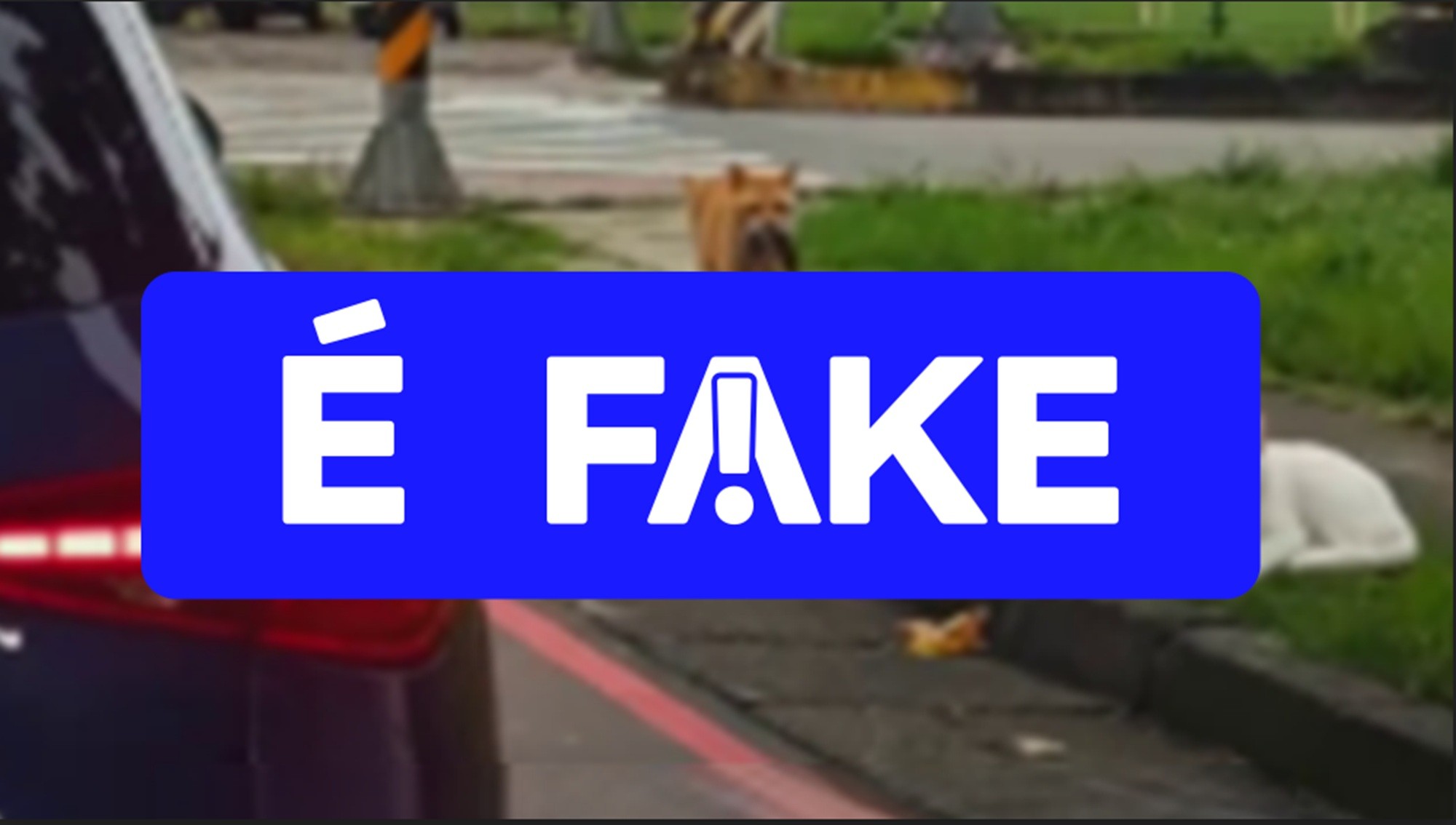 É #FAKE: Vídeo de Gatinho Flagrando 'Traição' Gerado com Inteligência Artificial
