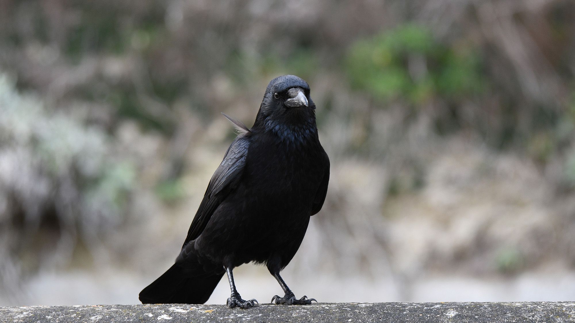 Crows and the Concept of Zero: Unveiling the Mathematical Minds of Corvids