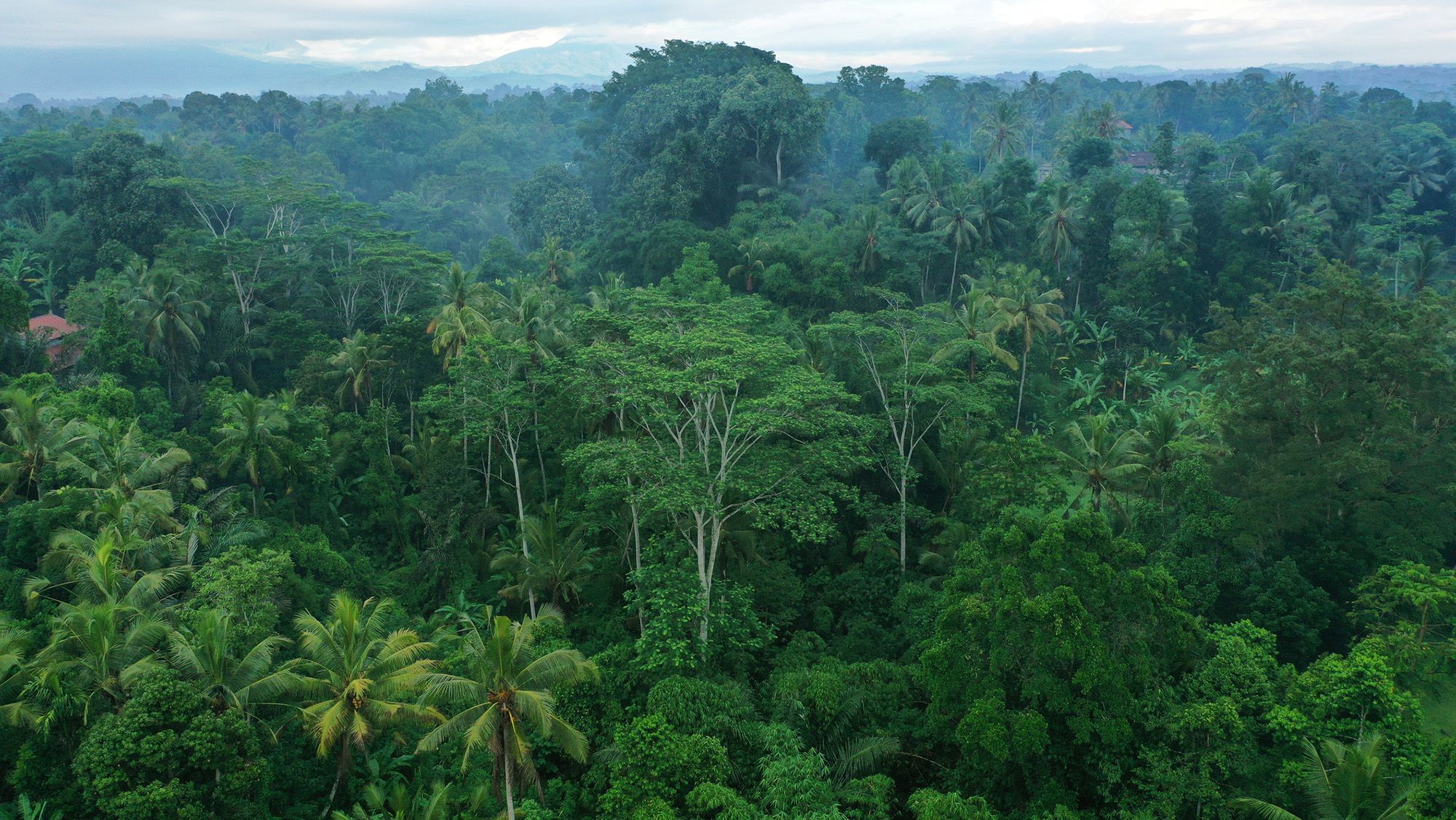 Rainforest Quiz: Desvendando o Tamanho das Florestas Mais Imponentes do Planeta
