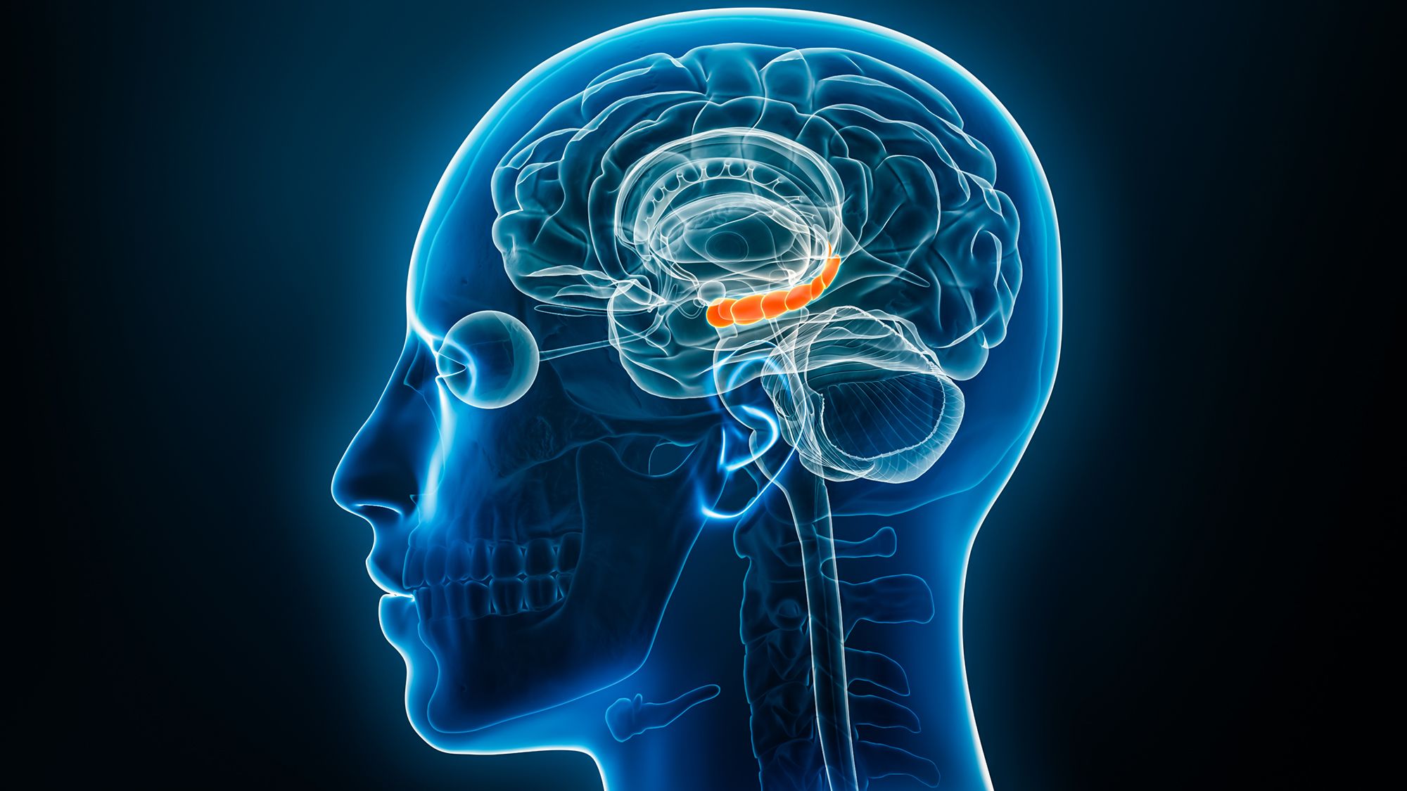 Impact of Estrogen Levels on Memory Resilience Under Stress: Insights from Mouse Studies