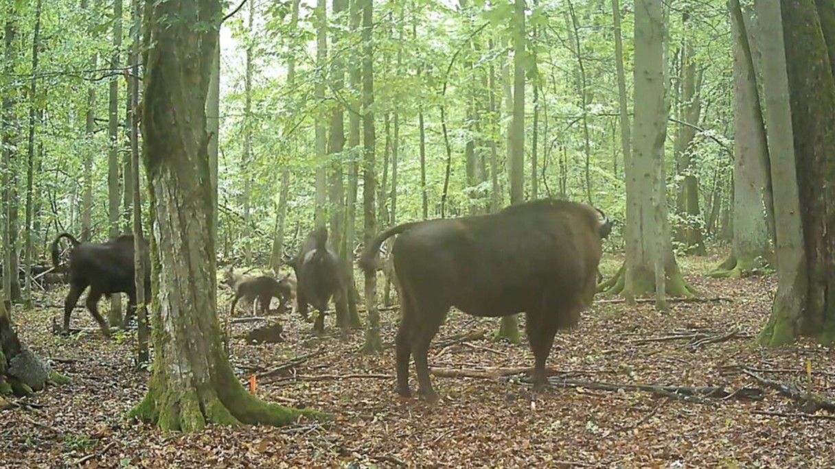 Bison Herd Defends Newborn Calf in Unprecedented Wolf Attack in Poland
