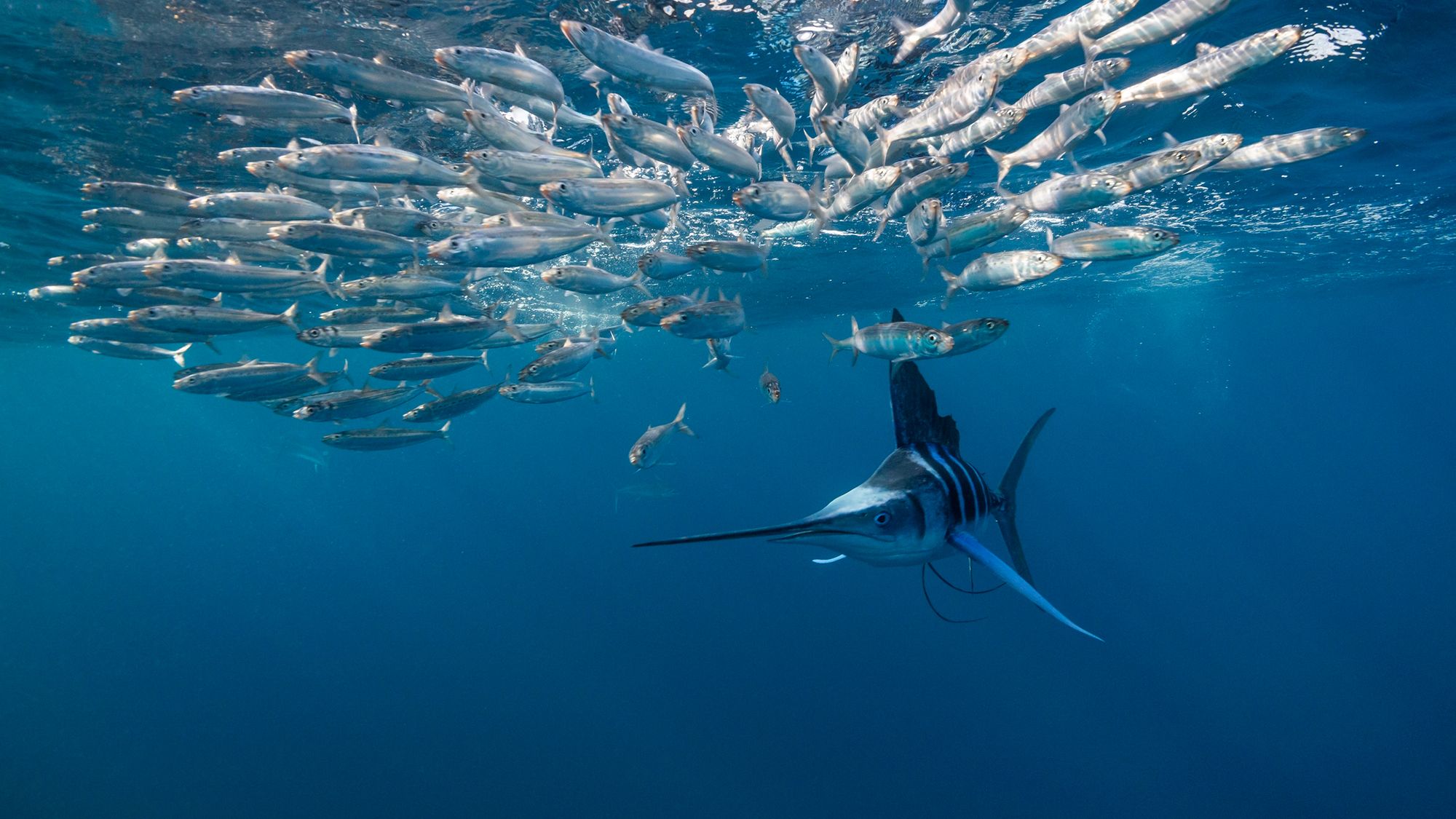O Dilema do Diagnóstico: Quando um Peixe Ataca através do Pescoço