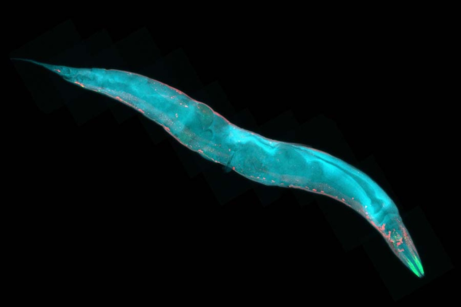 Cohesin: O Guia Molecular no Desenvolvimento do Sistema Nervoso