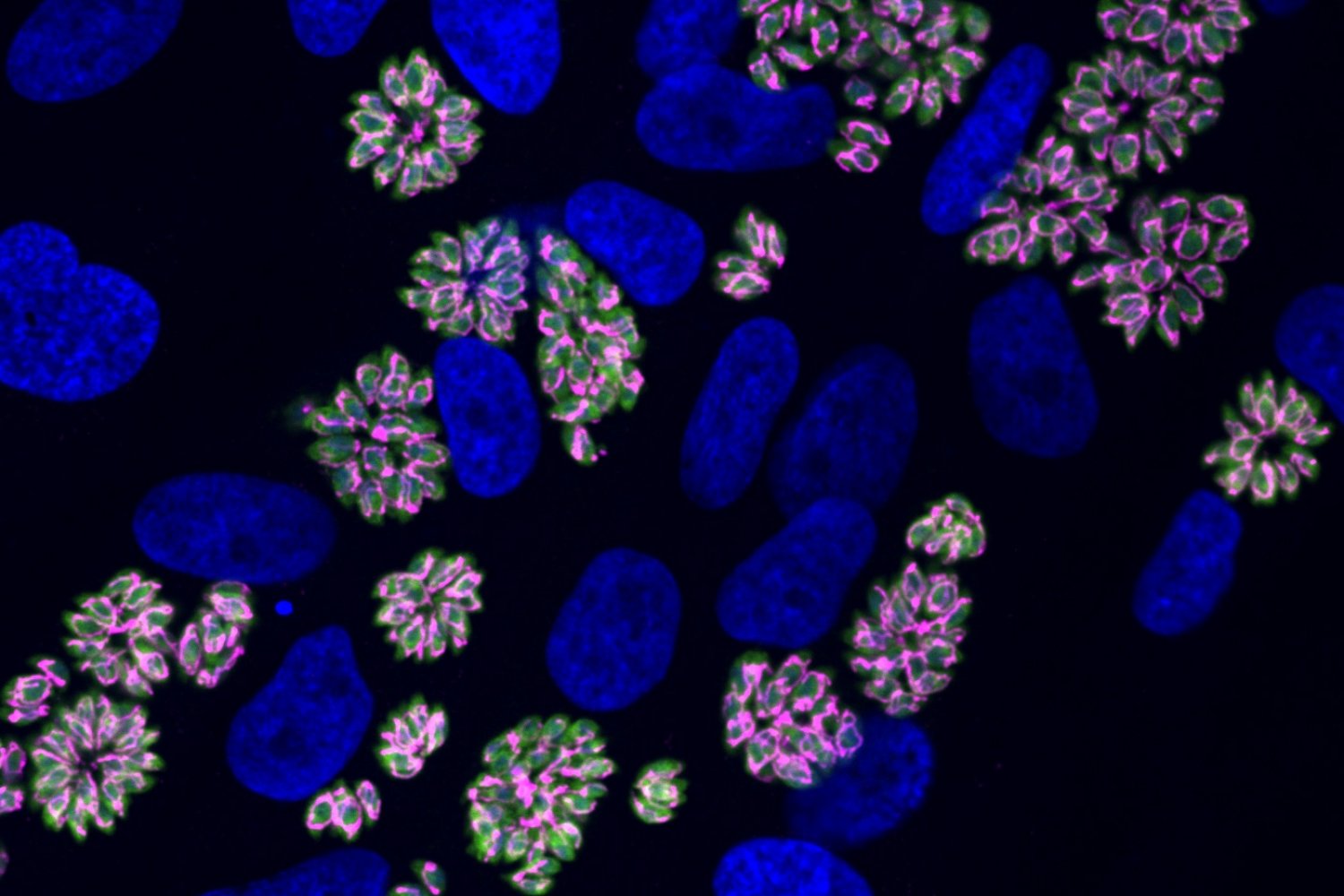 A Nova Fronteira no Estudo dos Parasitários: Como o Toxoplasma se Adapta a Condições Aglutinadas