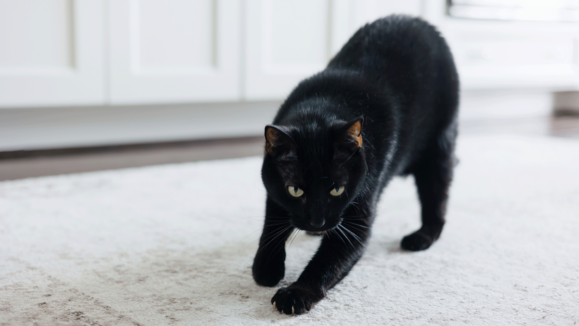 Segredos do xixi dos gatos: como felinos se reconhecem através de mensagens químicas